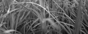 Grass