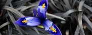 PurpleFlowers